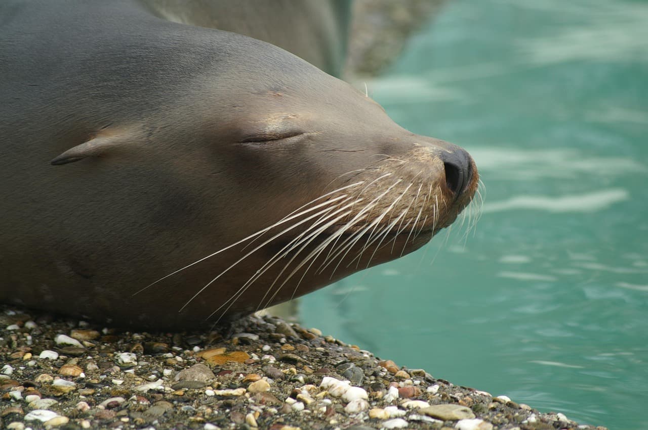 California sea lion barking on a dock