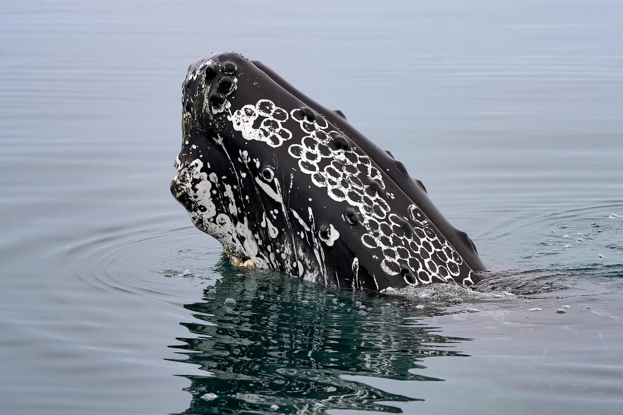 Gray whale surfacing near the shore