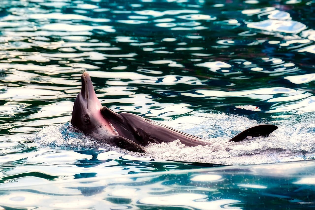 Harbour porpoise surfacing in calm waters