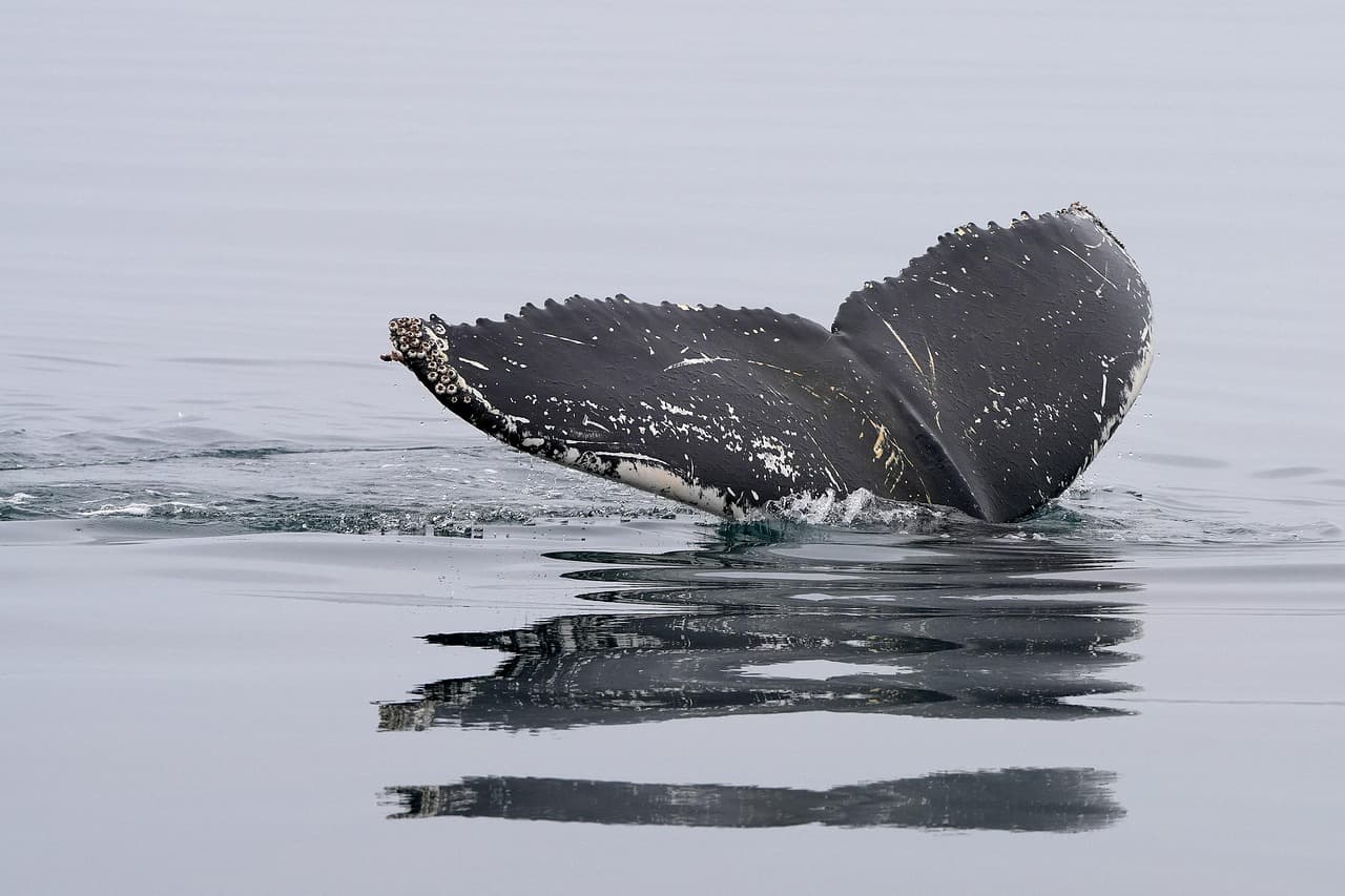 Humpback whale tail fluke rising from the water