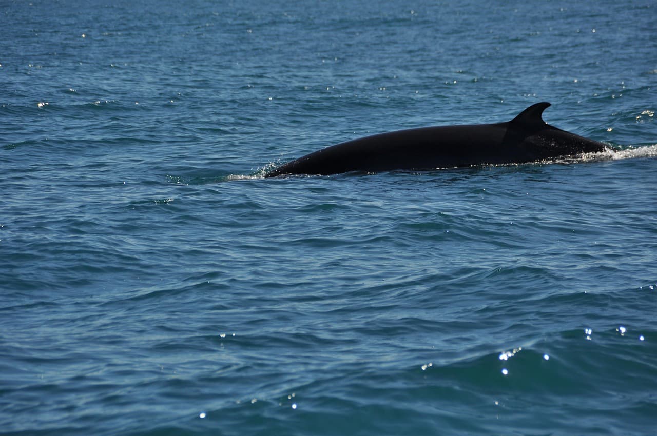 Minke whale dorsal fin breaking the surface