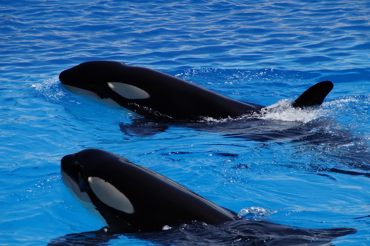 Killer whale breaching with forested coastline in background