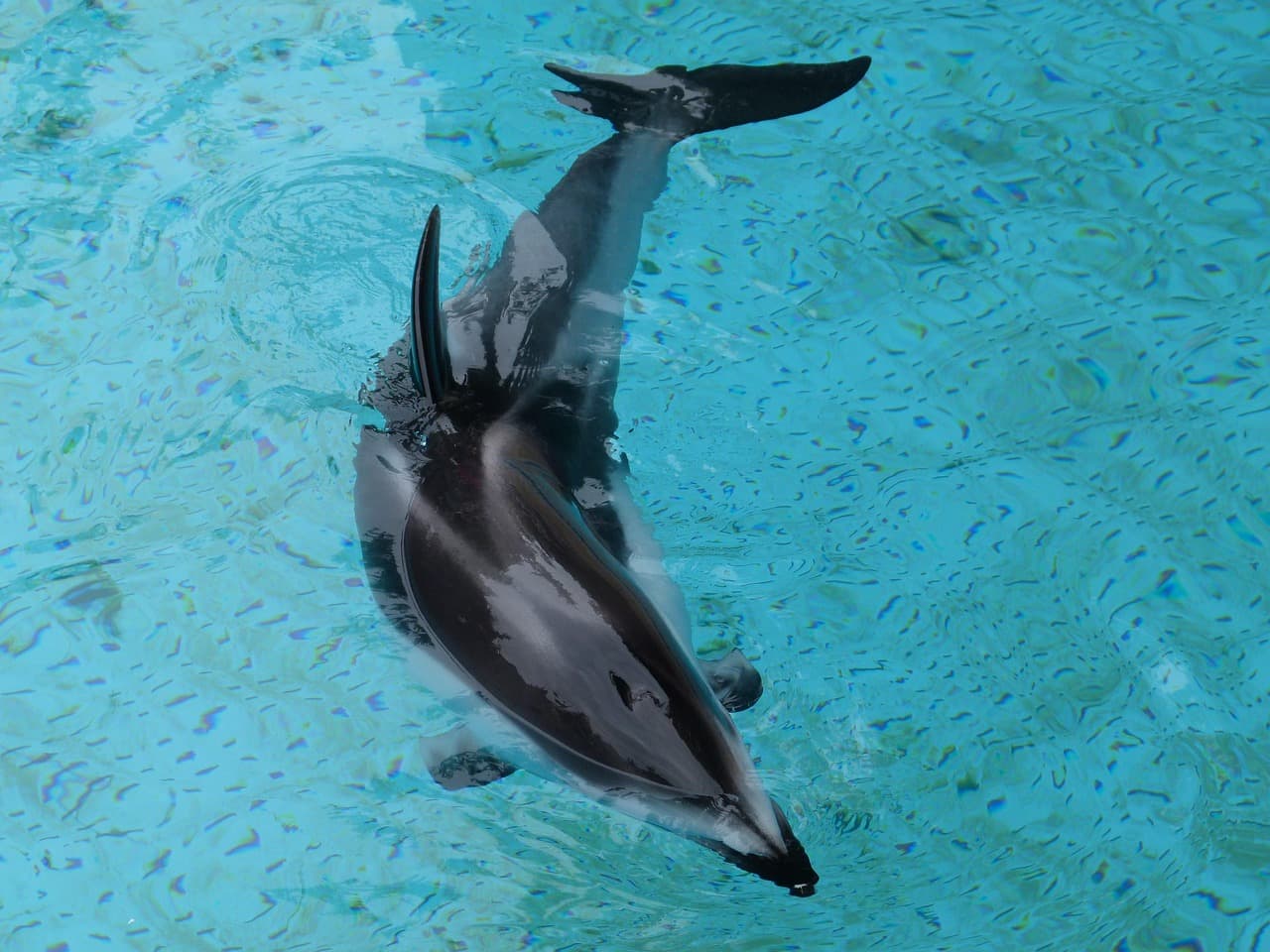 Pacific white-sided dolphin leaping out of the water