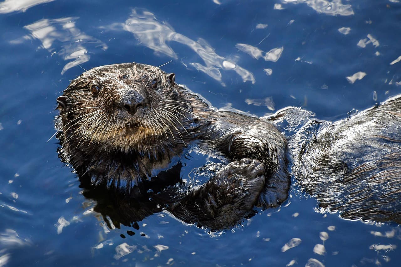 Sea otter floating on its back in a kelp bed